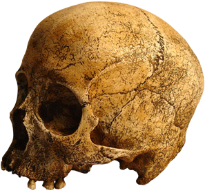 photo of skull